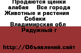 Продаются щенки алабая  - Все города Животные и растения » Собаки   . Владимирская обл.,Радужный г.